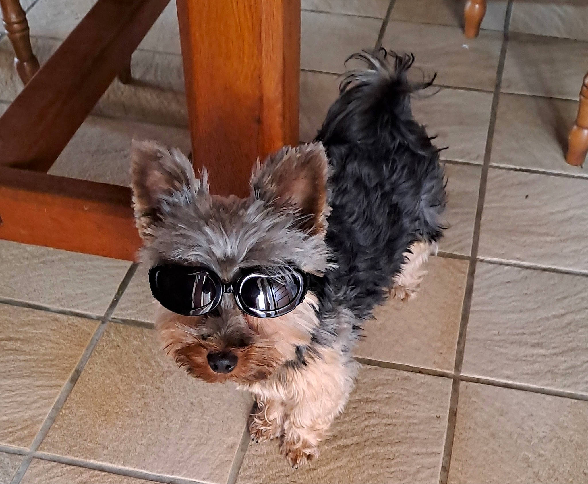 Lola participe au concours pour gagner de l'argent avec cette photo : canidae, carnivore, companion_dog, dog, dog_breed, dog_supply, eyewear, fawn, flooring, fur, glasses, hardwood, pet_supply, snout, sporting_group, sunglasses, toy_dog, whiskers, wood, working_animal
