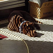 Yong Gan is registered to the contest to win money with this photo: animal, brown_dog, cardboard_box, carpet, collar, daylight, dog, floor, home, indoor, pet, quiet, relaxed, resting, rug, shadow_pattern, shadows, striped_light, sunlight, window_blinds
