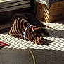 animal, brown_dog, cardboard_box, carpet, collar, daylight, dog, floor, home, indoor, pet, quiet, relaxed, resting, rug, shadow_pattern, shadows, striped_light, sunlight, window_blinds
