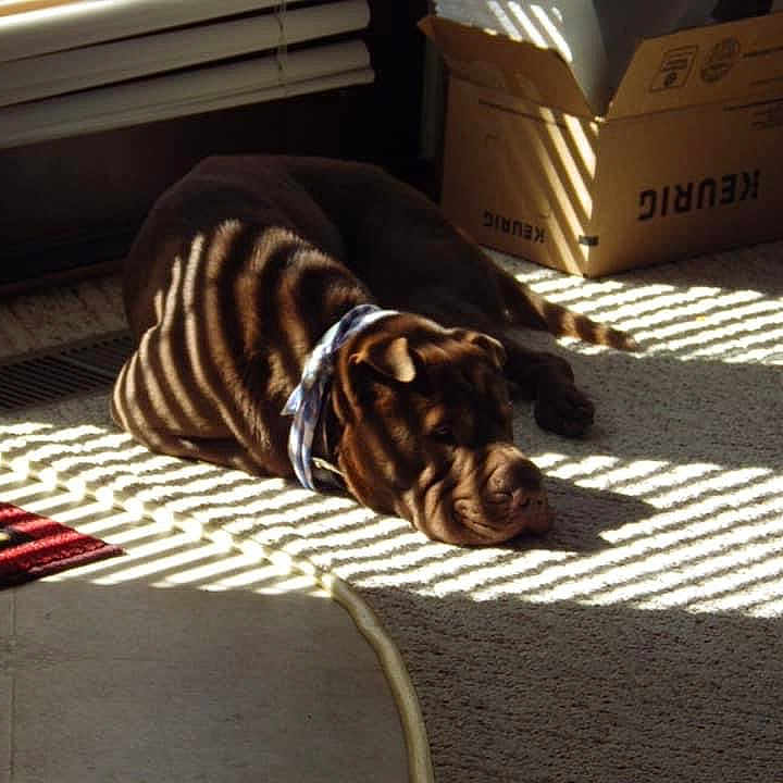 Yong Gan is registered to the contest to win money with this photo: animal, brown_dog, cardboard_box, carpet, collar, daylight, dog, floor, home, indoor, pet, quiet, relaxed, resting, rug, shadow_pattern, shadows, striped_light, sunlight, window_blinds
