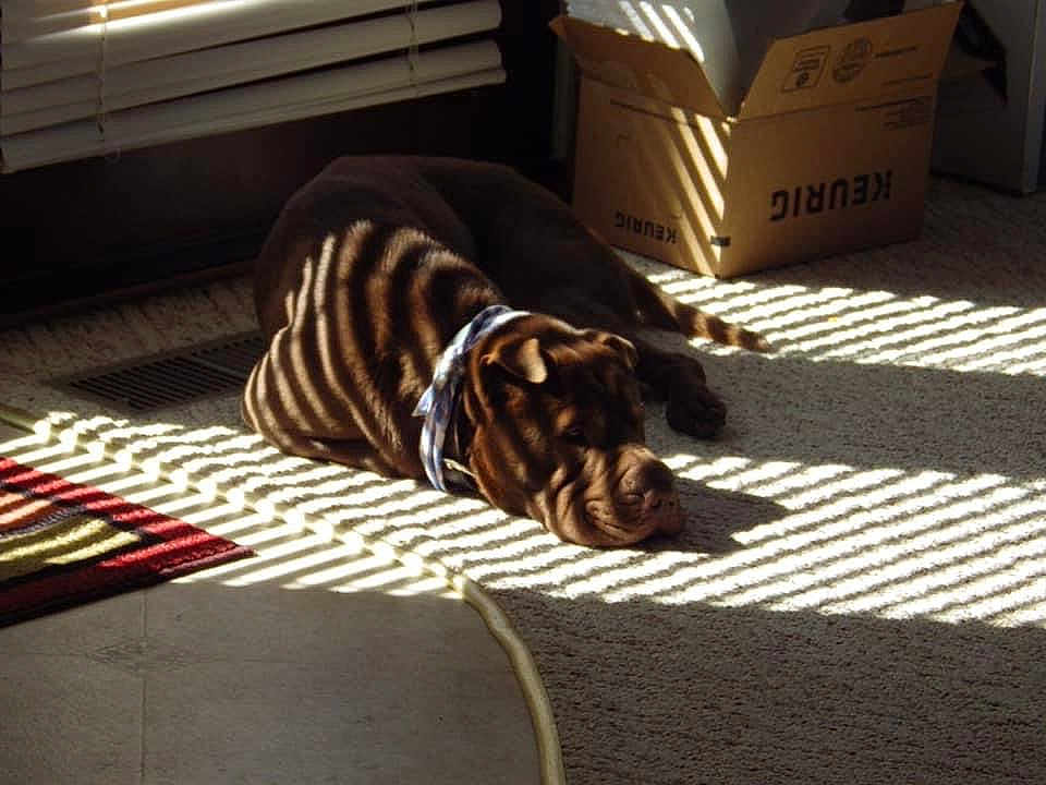 Yong Gan is registered to the contest to win money with this photo: animal, brown_dog, cardboard_box, carpet, collar, daylight, dog, floor, home, indoor, pet, quiet, relaxed, resting, rug, shadow_pattern, shadows, striped_light, sunlight, window_blinds