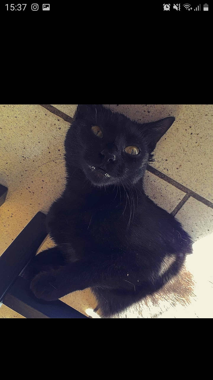 Plume participe au concours pour gagner de l'argent avec cette photo : asian, black, black_cat, bombay, carnivore, cat, domestic_short_haired_cat, ear, eye, felidae, fur, organism, polydactyl_cat, sky, small_to_medium_sized_cats, snapshot, snout, square, tail, whiskers