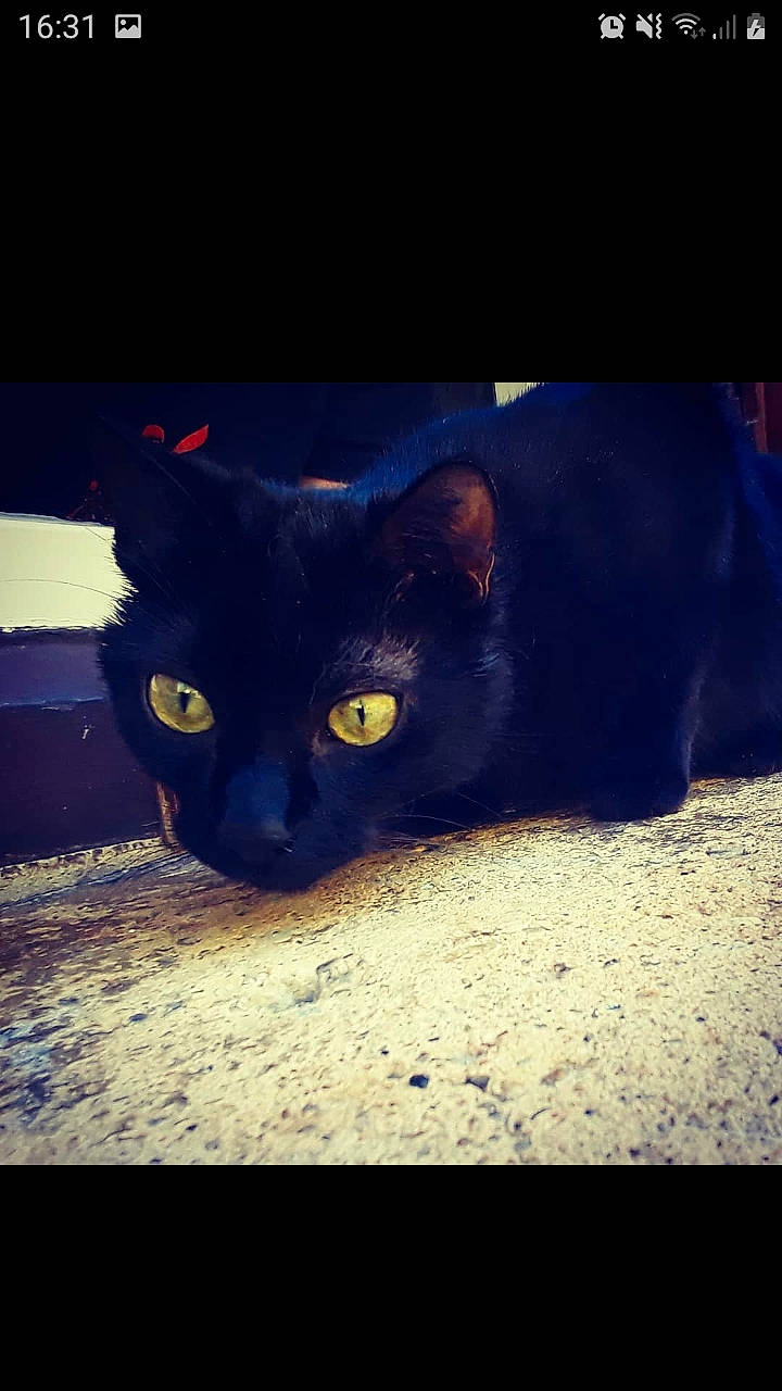 Plume participe au concours pour gagner de l'argent avec cette photo : black, black_cat, bombay, carnivore, cat, cloud, ear, eye, felidae, fur, mammal, night, organism, sky, small_to_medium_sized_cats, snapshot, snout, square, whiskers