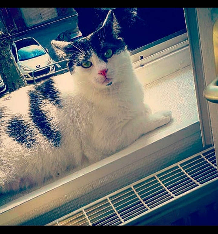 Boston a rejoint le concours — aidez-le/la à gagner de superbes lots ! aegean_cat, carnivore, cat, cloud, domestic_short_haired_cat, european_shorthair, facial_expression, felidae, kitten, meteorological_phenomenon, nose, photo_caption, photography, sky, small_to_medium_sized_cats, snapshot, square, turkish_van, whiskers, window