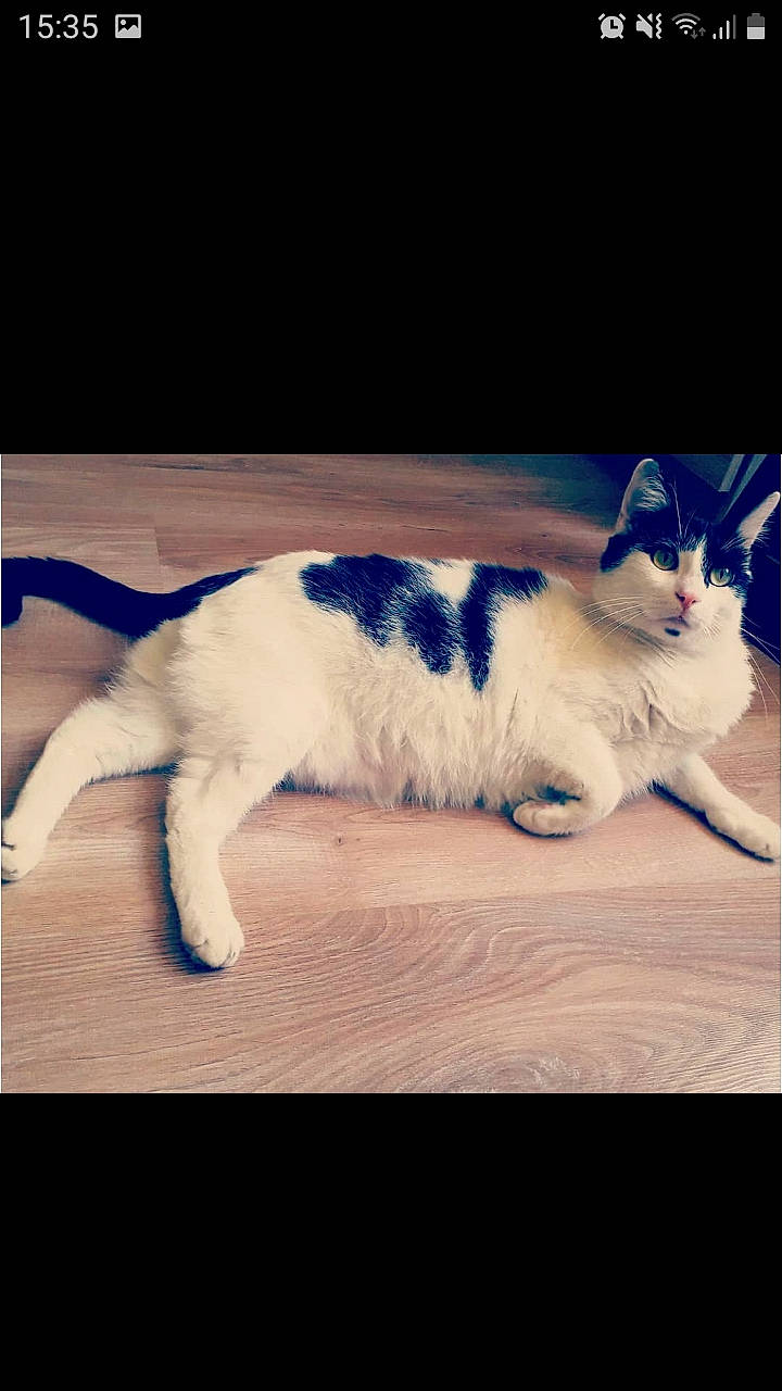 Boston a rejoint le concours — aidez-le/la à gagner de superbes lots ! aegean_cat, american_wirehair, asian, carnivore, cat, ear, european_shorthair, felidae, fur, kitten, mammal, paw, photo_caption, photography, sky, small_to_medium_sized_cats, snapshot, tail, whiskers