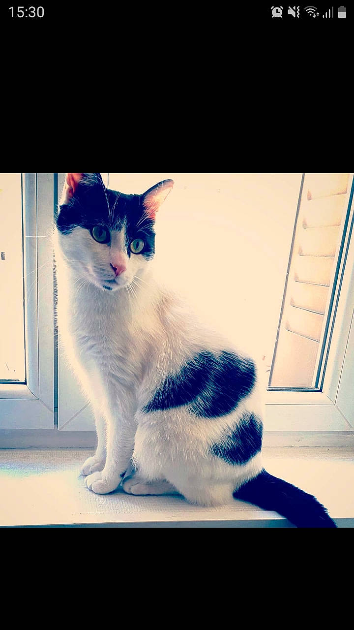 Boston participe au concours pour gagner de l'argent avec cette photo : aegean_cat, black_and_white, carnivore, cat, domestic_short_haired_cat, ear, eye, felidae, fur, kitten, leg, nose, ojos_azules, polydactyl_cat, small_to_medium_sized_cats, snapshot, snout, tail, whiskers, window