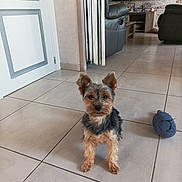 Soan participe au concours pour gagner de l'argent avec cette photo : dog, yorkshire_terrier, pet, floor, tile, living_room, chair, television, brick_wall, toy, mouse_toy, furniture, indoor, small_dog, ears, fur, alert, home, cute, animal