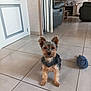 alert, animal, brick_wall, chair, cute, dog, ears, floor, fur, furniture, home, indoor, living_room, mouse_toy, pet, small_dog, television, tile, toy, yorkshire_terrier