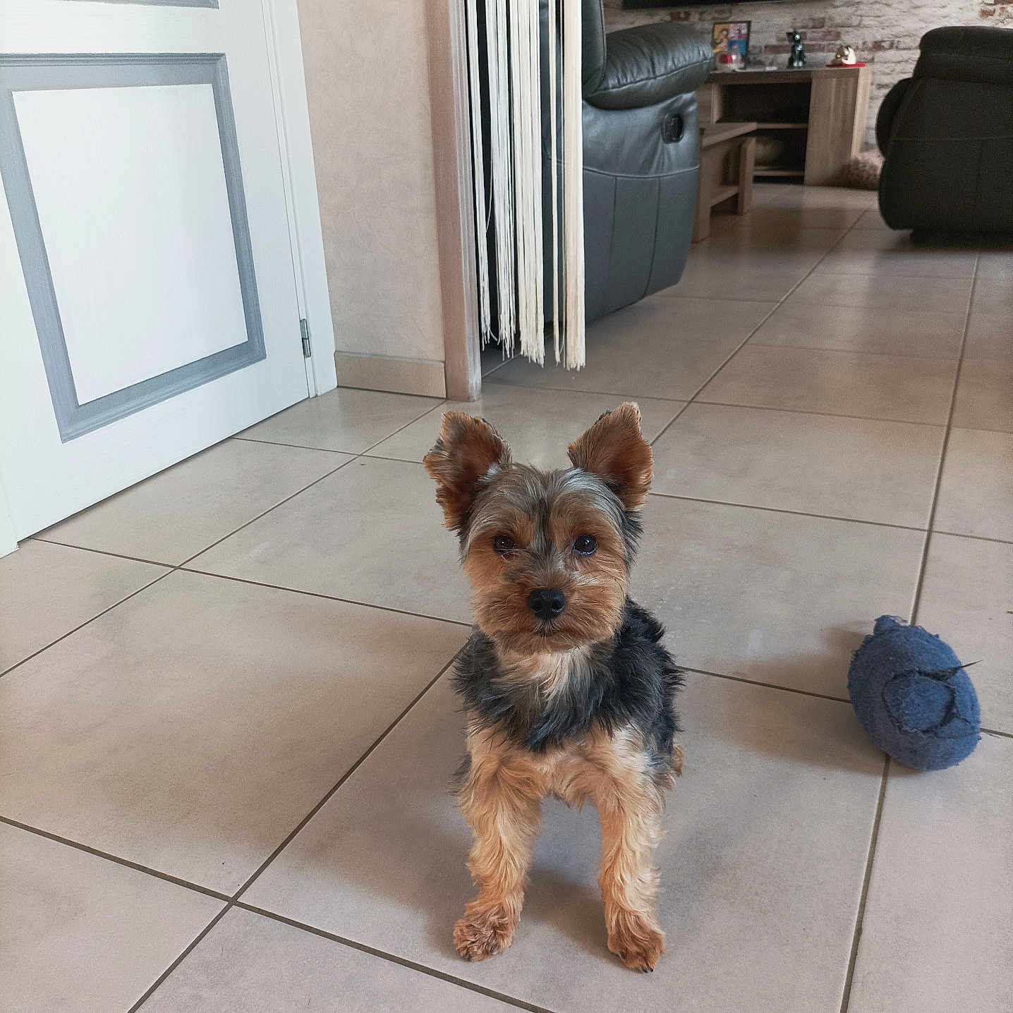 Soan participe au concours pour gagner de l'argent avec cette photo : alert, animal, brick_wall, chair, cute, dog, ears, floor, fur, furniture, home, indoor, living_room, mouse_toy, pet, small_dog, television, tile, toy, yorkshire_terrier