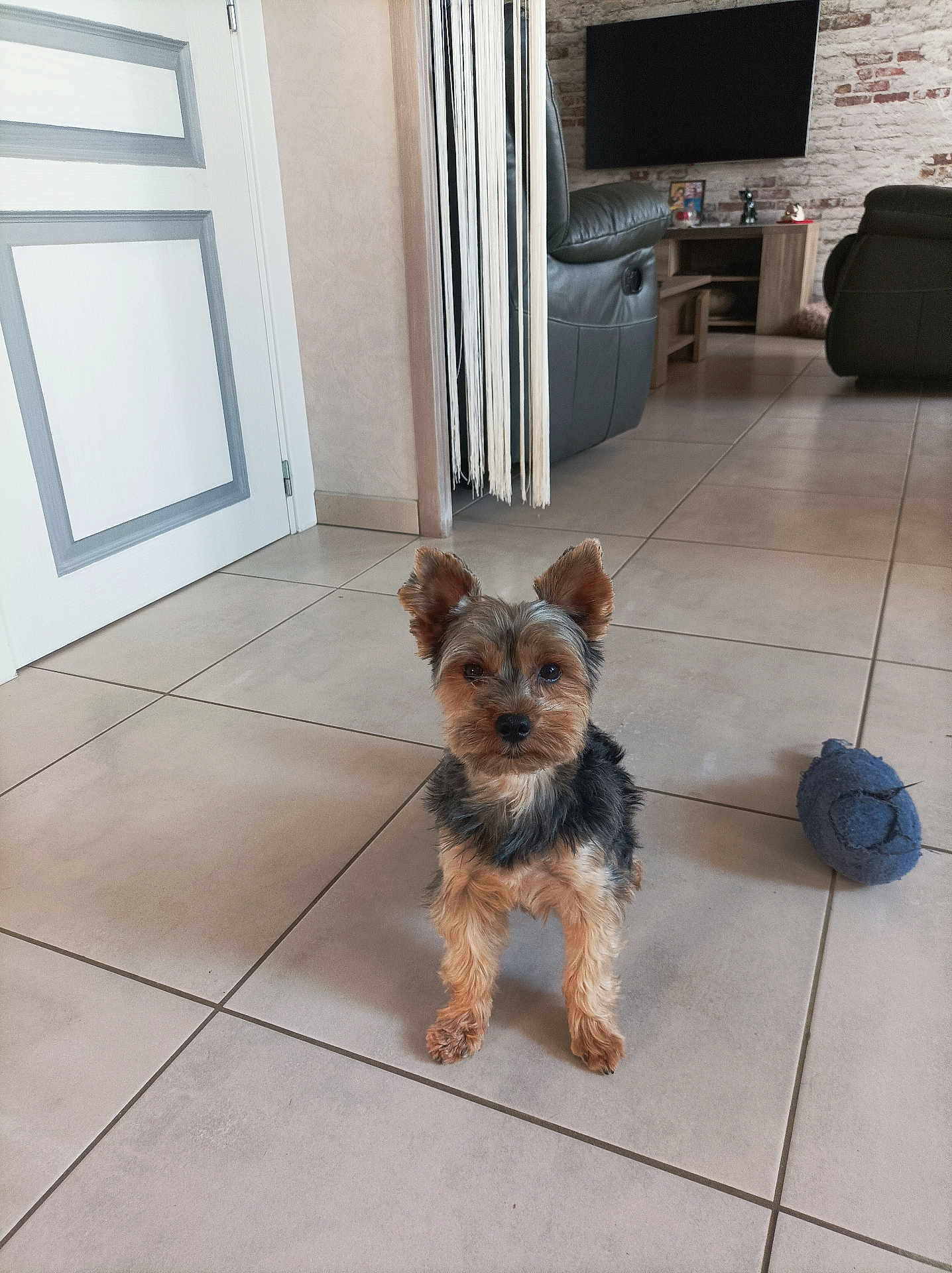 Soan participe au concours pour gagner de l'argent avec cette photo : dog, yorkshire_terrier, pet, floor, tile, living_room, chair, television, brick_wall, toy, mouse_toy, furniture, indoor, small_dog, ears, fur, alert, home, cute, animal