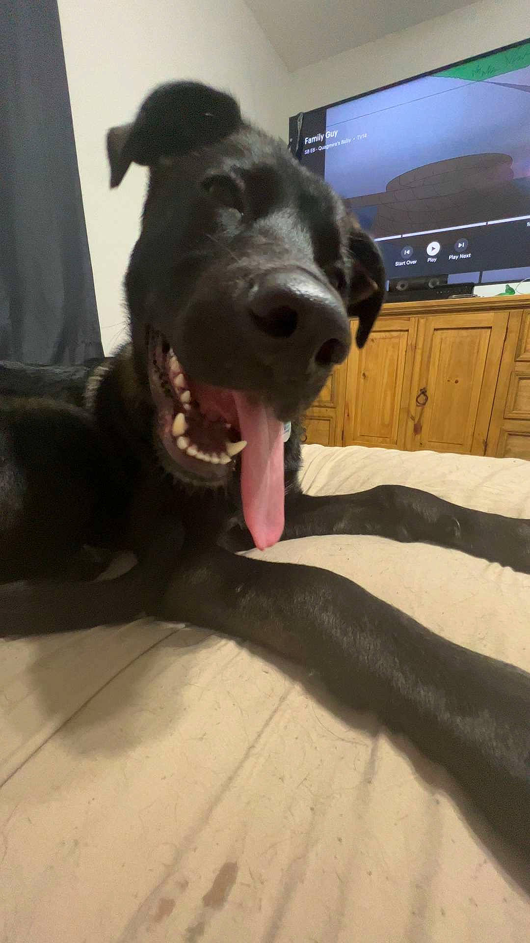 Draco Brown is registered to the contest to win money with this photo: borador, cabinetry, cable_television, carnivore, collar, companion_dog, dog, dog_breed, dog_collar, drawer, fawn, flooring, fur, guard_dog, home_appliance, led_backlit_lcd_display, liver, television, whiskers, working_animal