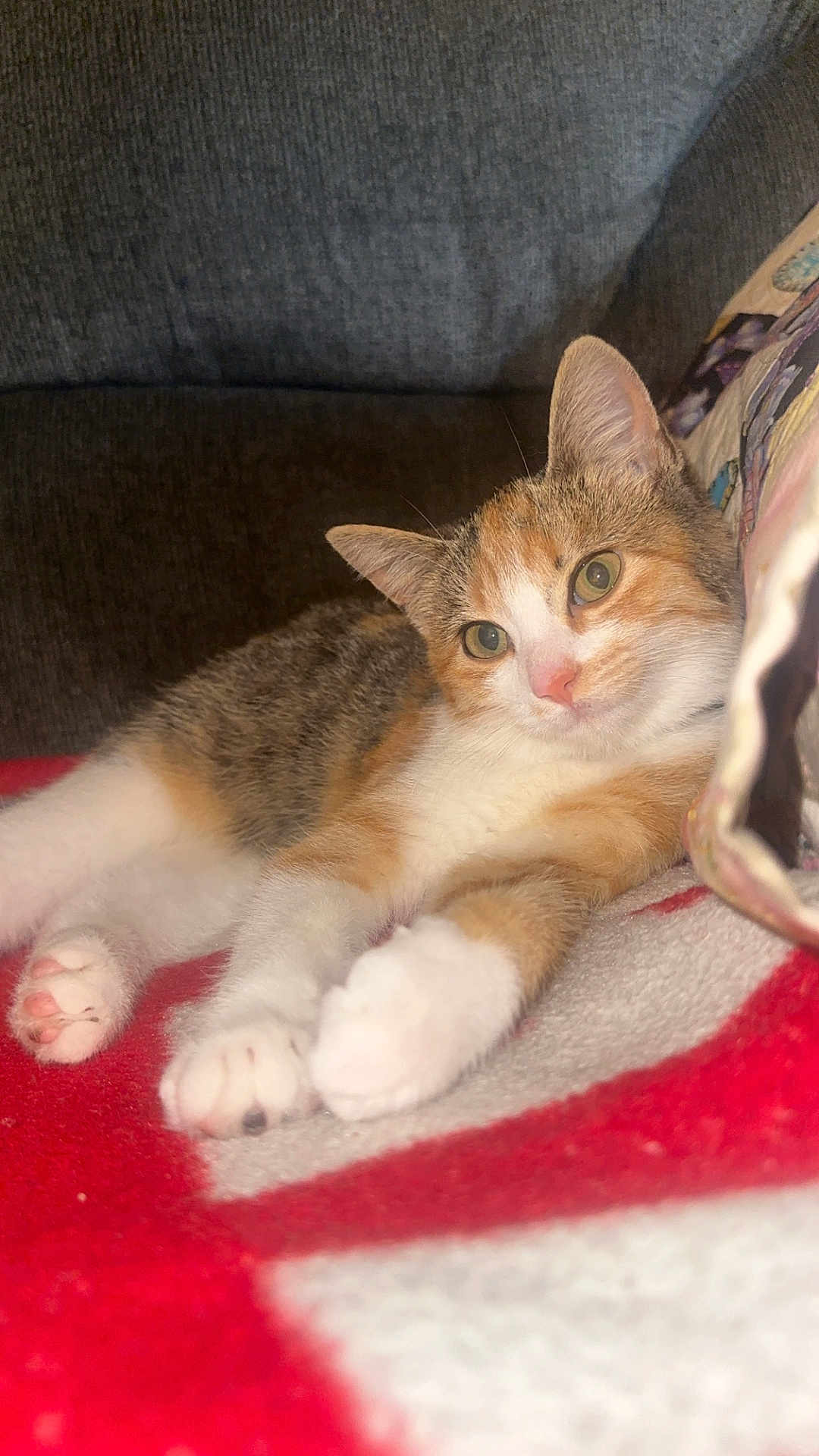 Smokie joined the competition — help win amazing prizes! cat, pet, feline, animal, cute, resting, indoor, blanket, couch, fur, whiskers, paw, relaxed, domestic, closeup, sleepy, cozy, tabby, calm, pink_nose