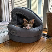 Ozzy is registered to the contest to win money with this photo: animal, cat, cozy, curious, cute, domestic_pet, feline, floor, gray, home, indoor, kitten, natural_light, pet_bed, resting, sliding_door, small, window, wooden_floor, young_cat