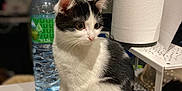 Atlas participe au concours pour gagner de l'argent avec cette photo : kitten, cat, black_and_white, sitting, table, water_bottle, paper_towel, indoor, pet, curious, furniture, household_items, domestic, young_cat, fur, whiskers, close_up, side_view, small_animal, domestic_life