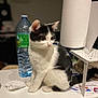 kitten, cat, black_and_white, sitting, table, water_bottle, paper_towel, indoor, pet, curious, furniture, household_items, domestic, young_cat, fur, whiskers, close_up, side_view, small_animal, domestic_life