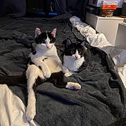 Atlas participe au concours pour gagner de l'argent avec cette photo : cat, kitten, black_and_white, bed, blanket, indoor, resting, feline, cute, pet, fur, domestic_animal, relaxed, cozy, animal, soft, window, box, home, sleepy