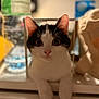 Atlas a rejoint le concours — aidez-le/la à gagner de superbes lots ! cat, black_and_white, curious, paws, wide_eyes, indoor, blurred_background, bottle, frame, pet, animal, cute, close_up, feline, whiskers, soft_lighting, portrait, domestic, resting, face