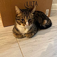 Trip joined the competition — help win amazing prizes! animal, bell, brown, cardboard_box, cat, collar, cute, ears, feline, floor, fur, indoor, loaf, pet, resting, tabby, tile, ulta_beauty, whiskers, white