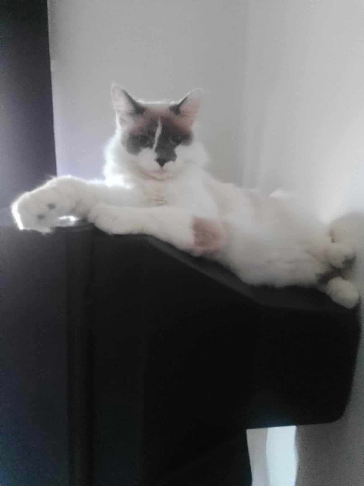 Daisy participe au concours pour gagner de l'argent avec cette photo : cat, fluffy, lounging, furniture, indoor, relaxed, pet, animal, white, gray, paw, ears, face, resting, domestic, cute, cozy, home, feline, soft