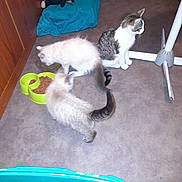 Daisy a rejoint le concours — aidez-le/la à gagner de superbes lots ! cat, kitten, food_bowl, water_bowl, floor, indoor, pet, animal, furniture, pink_pillow, stuffed_toy, curious, gray, white, tabby, litter_box, corner, cozy, playful, domestic