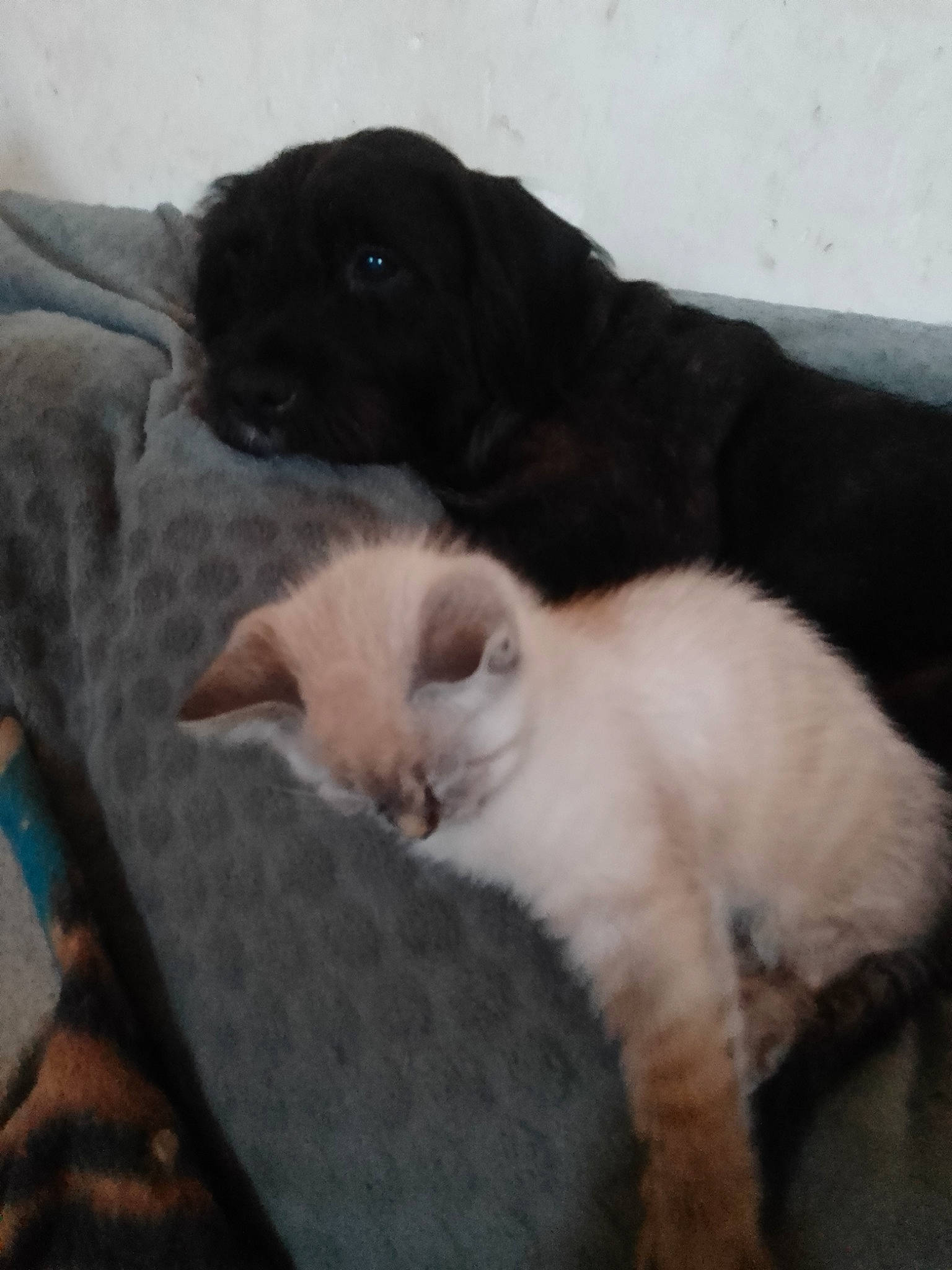 Tigrou participe au concours pour gagner de l'argent avec cette photo : canidae, carnivore, cat, claw, comfort, companion_dog, dog_breed, domestic_short_haired_cat, fawn, felidae, fur, nap, paw, puppy, small_to_medium_sized_cats, snout, tail, terrestrial_animal, whiskers