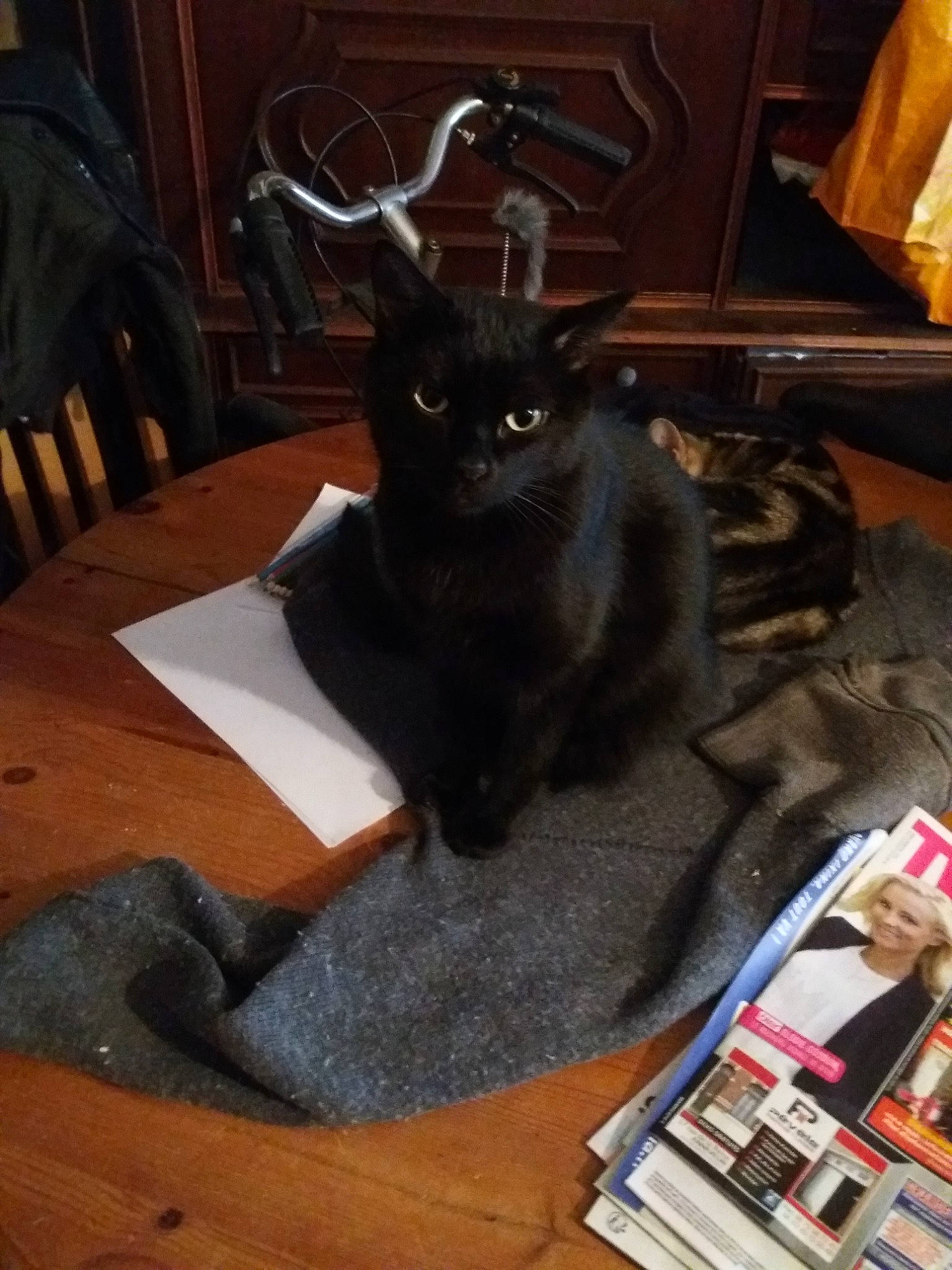 Simba participe au concours pour gagner de l'argent avec cette photo : black_cat, bombay, cat, cat_like_mammal, flooring, joy, kitten, korat, person, small_to_medium_sized_cats, tail, whiskers