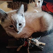 Chipie participe au concours pour gagner de l'argent avec cette photo : cat, cats, keys, indoor, feline, pet, resting, curious, fur, tabby, white, light_fur, dark_surface, closeup, animal, domestic_animal, two_cats, cute, relaxed, cozy