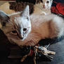 animal, cat, cats, closeup, cozy, curious, cute, dark_surface, domestic_animal, feline, fur, indoor, keys, light_fur, pet, relaxed, resting, tabby, two_cats, white