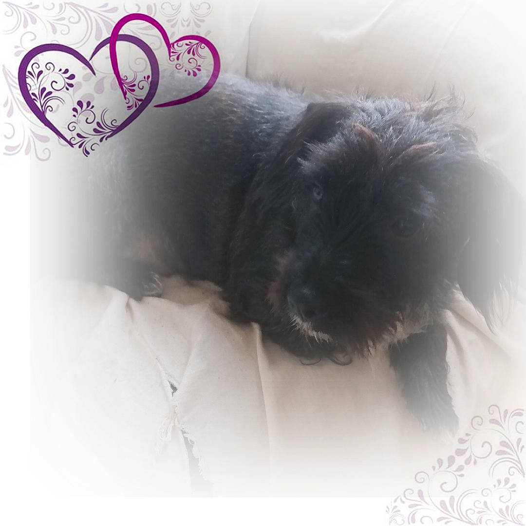 Bandit participe au concours pour gagner de l'argent avec cette photo : affenpinscher, canidae, carnivore, companion_dog, dog, dog_breed, ear, lhasa_apso, miniature_schnauzer, morkie, petit_basset_griffon_vendeen, puppy, puppy_love, schnauzer, schnoodle, shih_tzu, tibetan_terrier, toy_dog