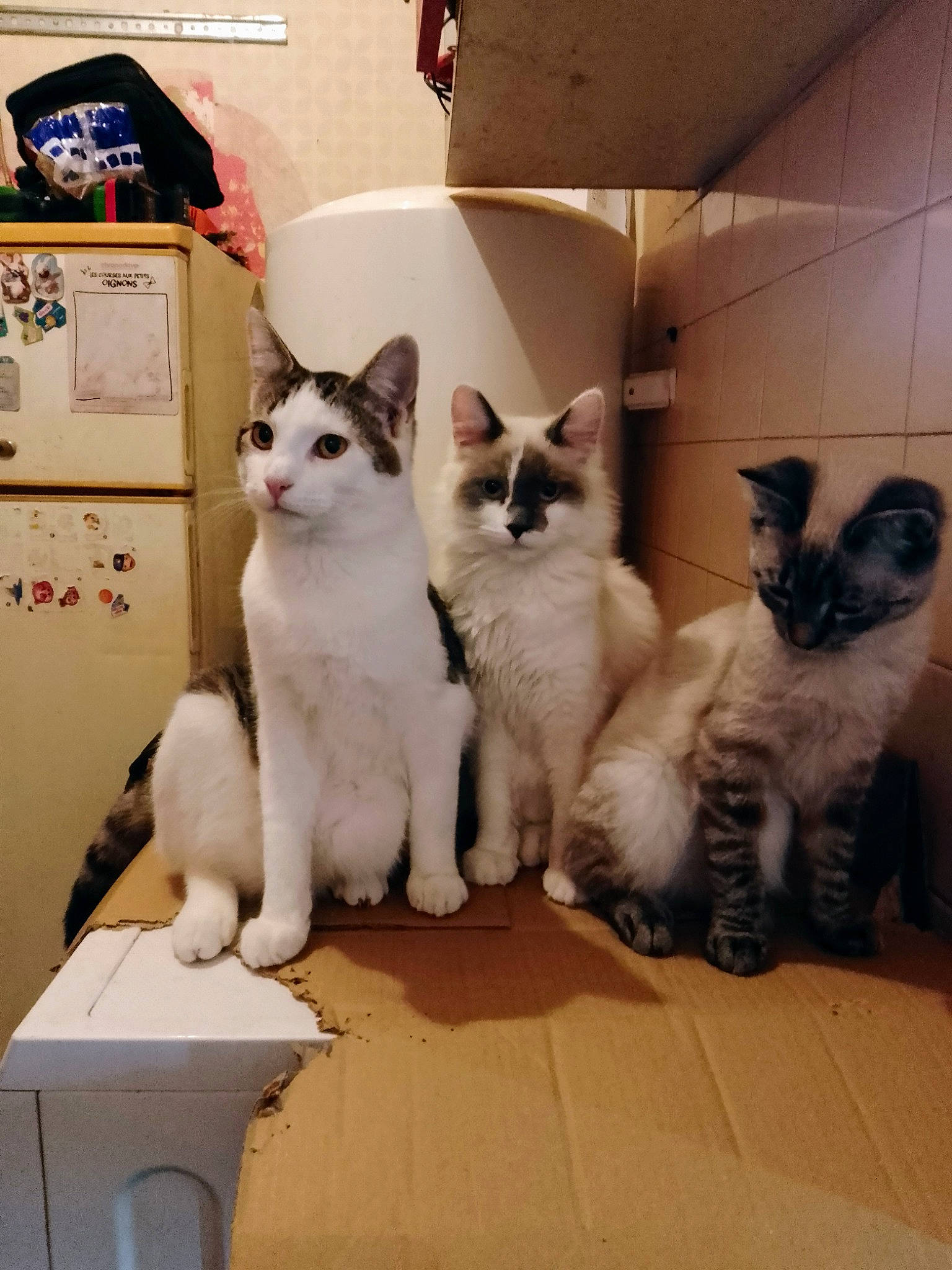 Bandit participe au concours pour gagner de l'argent avec cette photo : balinese, box, carnivore, cat, domestic_short_haired_cat, fawn, felidae, flooring, fur, grey, paw, siamese, small_to_medium_sized_cats, snout, tail, thai, waste_container, whiskers, wood