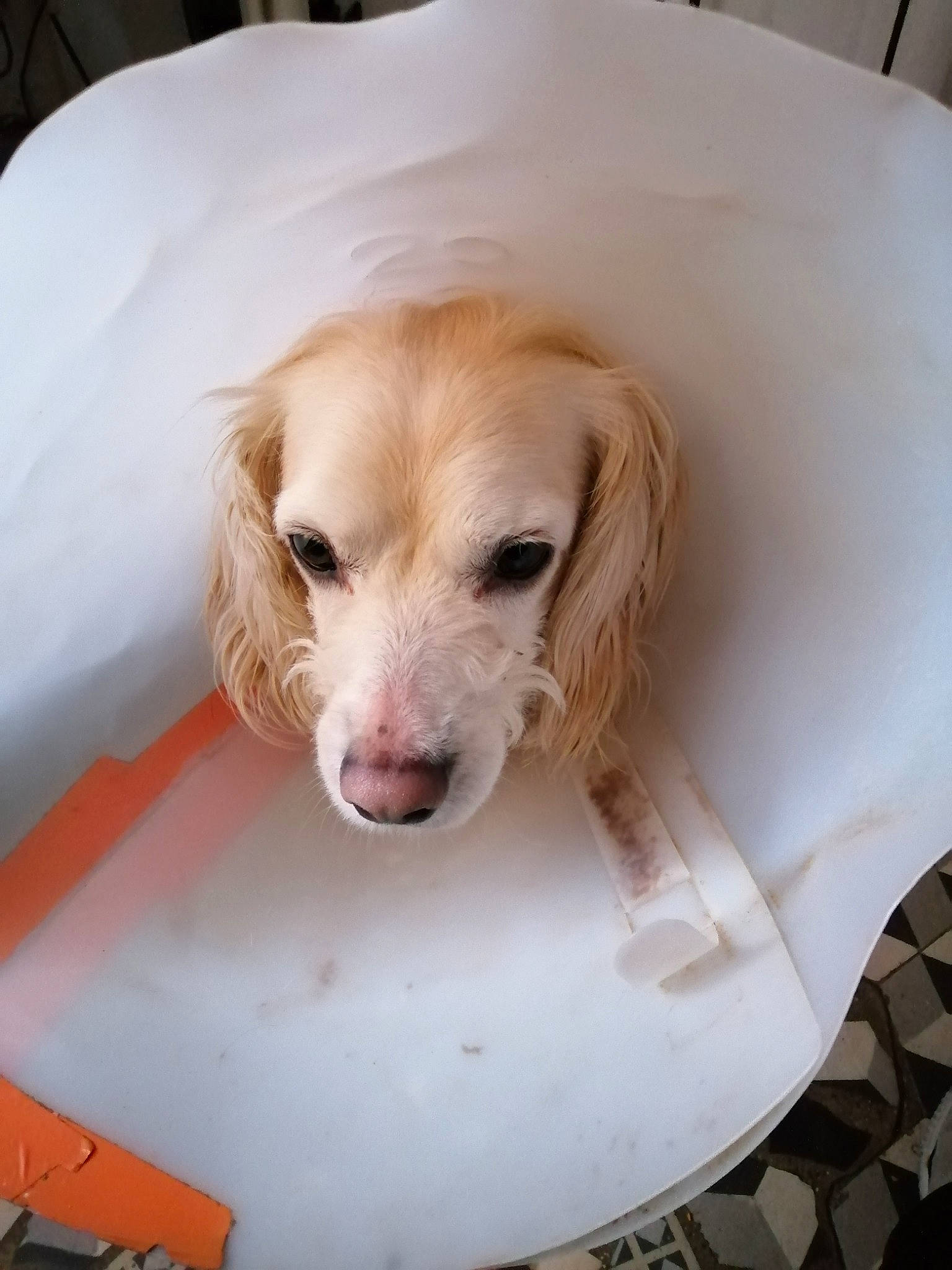 Bandit a rejoint le concours — aidez-le/la à gagner de superbes lots ! canidae, carnivore, companion_dog, dog, dog_breed, mammal, puppy, rare_breed_dog, retriever, setter, snout, sporting_group