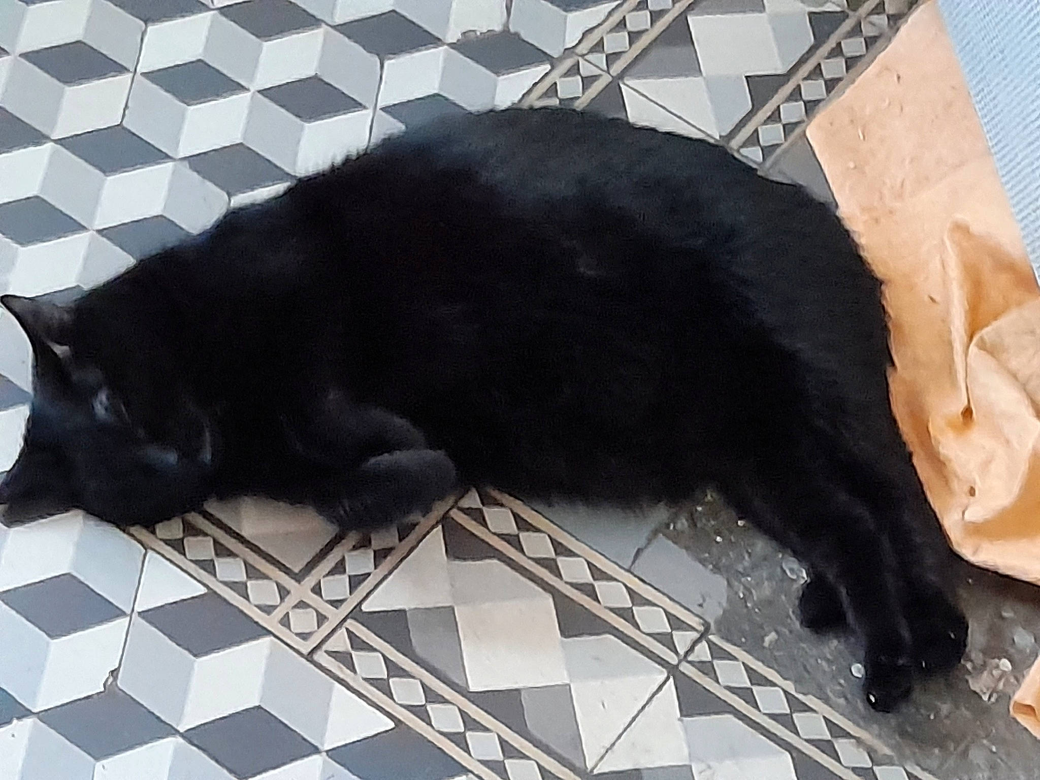 Bandit participe au concours pour gagner de l'argent avec cette photo : black_cat, carnivore, cat, claw, comfort, dog_breed, domestic_short_haired_cat, felidae, floor, flooring, fur, pattern, shadow, small_to_medium_sized_cats, snout, sporting_group, tail, terrestrial_animal, tints_and_shades, whiskers