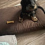 puppy, dog, brown_cushion, bone_toy, wooden_floor, pet, indoor, small_dog, black_dog, brown_paws, curious, cushion, chew_toy, flooring, animal, canine, pet_bed, looking_up, cozy, domestic