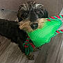 dog, toy, green_toy, red_toy, wooden_floor, fur, pet, indoor, playful, animal, brown_eyes, scruffy, cute, domestic_animal, flooring, chewing, canine, closeup, face, snout