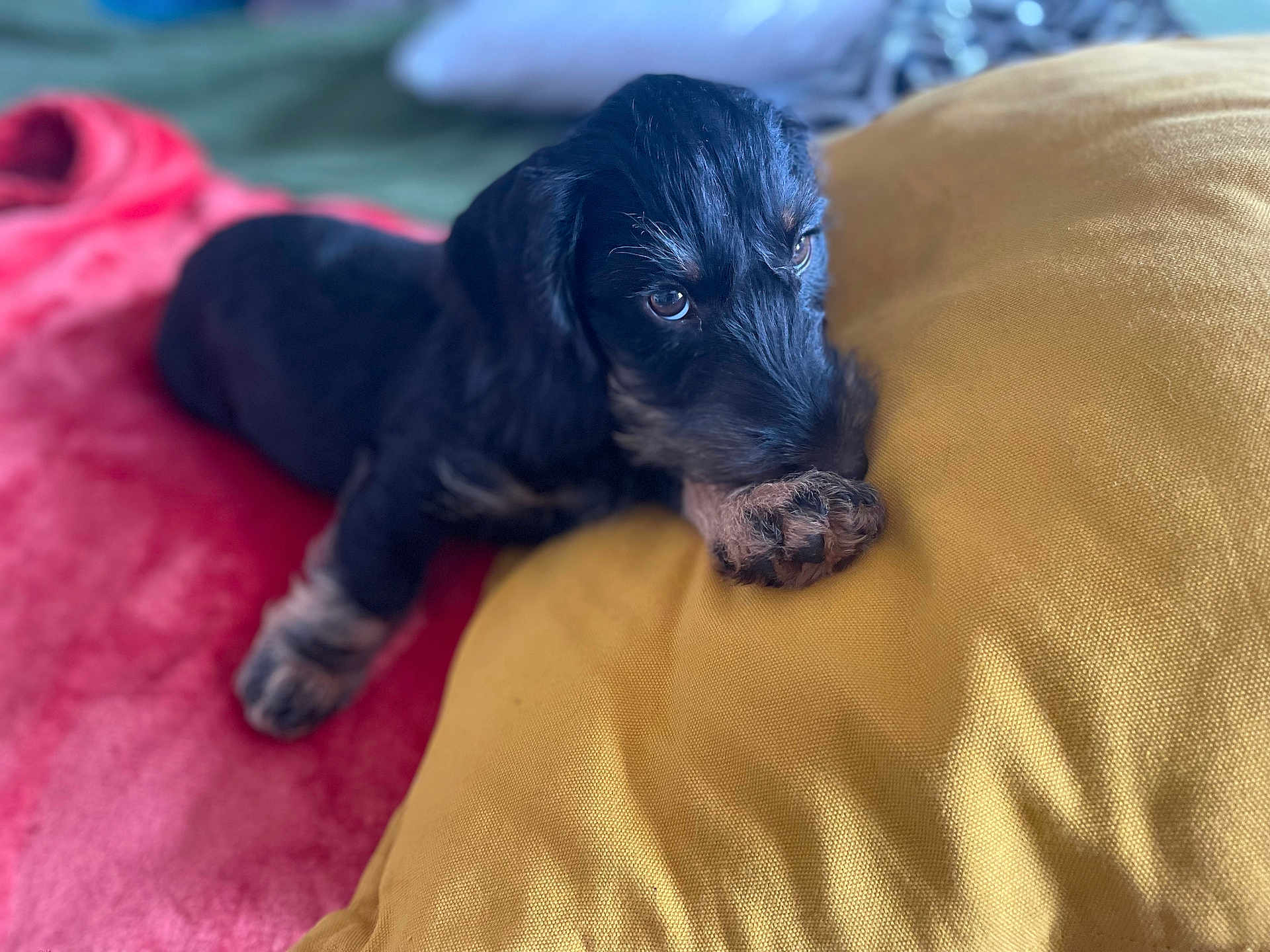 Ulysse participe au concours pour gagner de l'argent avec cette photo : puppy, dog, pet, black, tan, paw, blanket, pillow, indoor, cute, fur, animal, resting, young, cozy, soft, closeup, portrait, sleepy, companion
