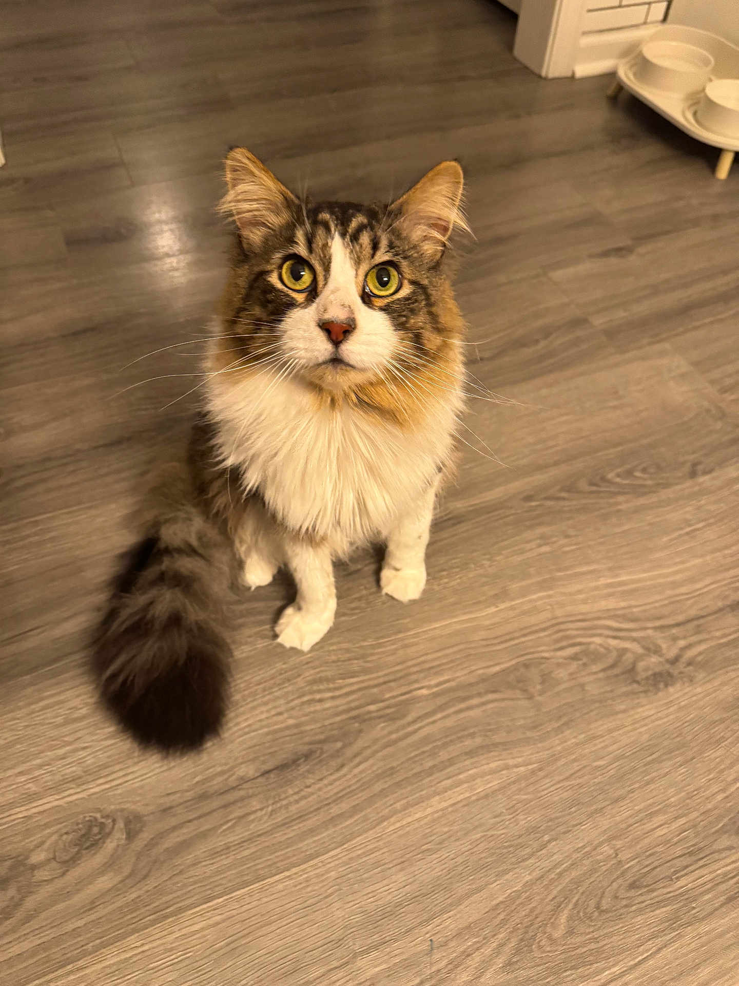 Maximus
