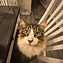 Maximus joined the competition — help win amazing prizes! animal, cat, chair, close_up, curious, domestic, feline, fluffy, fur, green_eyes, home, household, indoor, looking_up, pet, sitting, table, whiskers, wood, wooden_floor