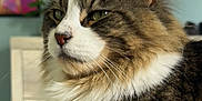 Maximus joined the competition — help win amazing prizes! animal, blanket, cat, close_up, cozy, feline, fluffy_cat, fortnite, furniture, gaming, home, indoor, pet, portrait, relaxed, soft_light, tabby_cat, television, textured_blanket, whiskers