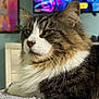 animal, blanket, cat, close_up, cozy, feline, fluffy_cat, fortnite, furniture, gaming, home, indoor, pet, portrait, relaxed, soft_light, tabby_cat, television, textured_blanket, whiskers