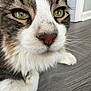 Maximus is registered to the contest to win money with this photo: animal, brown_fur, cat, close_up, curious, domestic, face, floor, fur, green_eyes, indoor, mammal, nose, pet, portrait, soft_texture, tabby, whiskers, white_fur