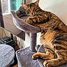 Mj is registered to the contest to win money with this photo: animal, cat, cat_tree, claws, curious, fur, furniture, gray, home, indoor, looking, mammal, pet, relaxed, remote_control, resting, soft_texture, tabby_cat, television, whiskers