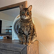 Mj is registered to the contest to win money with this photo: animal, bowl, cat, cozy, curious, decor, detailed_fur, domestic_cat, fan, feline, household, indoor, looking_at_camera, mirror, perched, pet, resting, tabby, warm_lighting, wooden_furniture