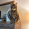 animal, bowl, cat, cozy, curious, decor, detailed_fur, domestic_cat, fan, feline, household, indoor, looking_at_camera, mirror, perched, pet, resting, tabby, warm_lighting, wooden_furniture