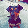 Fanny a rejoint le concours — aidez-le/la à gagner de superbes lots ! carnivoran, dog, dog_breed, dog_like_mammal, flooring, miniature_pinscher, pinscher, snout