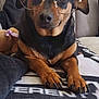 Fanny a rejoint le concours — aidez-le/la à gagner de superbes lots ! animal, black_and_tan, blanket, canine, closeup, couch, cozy, cute, dog, eyewear, fur, glasses, home, indoor, paws, pet, portrait, relaxed, resting, stuffed_toy