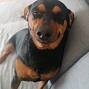 Fanny participe au concours pour gagner de l'argent avec cette photo : animal, black_and_tan, canine, close_up, companion, couch, cute, dog, domestic_animal, ears, friendly, fur, happy, indoors, pet, relaxed, resting, sitting, smiling, snout