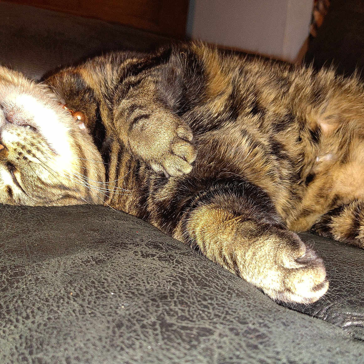 Rosie Rose joined the competition — help win amazing prizes! animal, cat, closeup, comfortable, couch, cozy, domestic, feline, fur, indoor, lazy, leather, one_eye_open, paws, pet, relaxed, resting, sleepy, tabby, whiskers