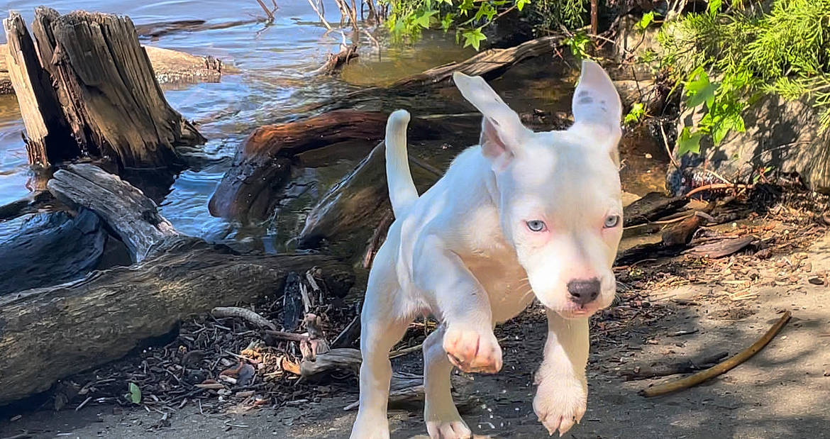 Charlee is registered to the contest to win money with this photo: adventure, canidae, carnivore, companion_dog, dog, dog_breed, eye, fawn, grass, lake, non_sporting_group, plant, snout, sporting_group, tail, terrestrial_animal, walking, water, wood, working_animal