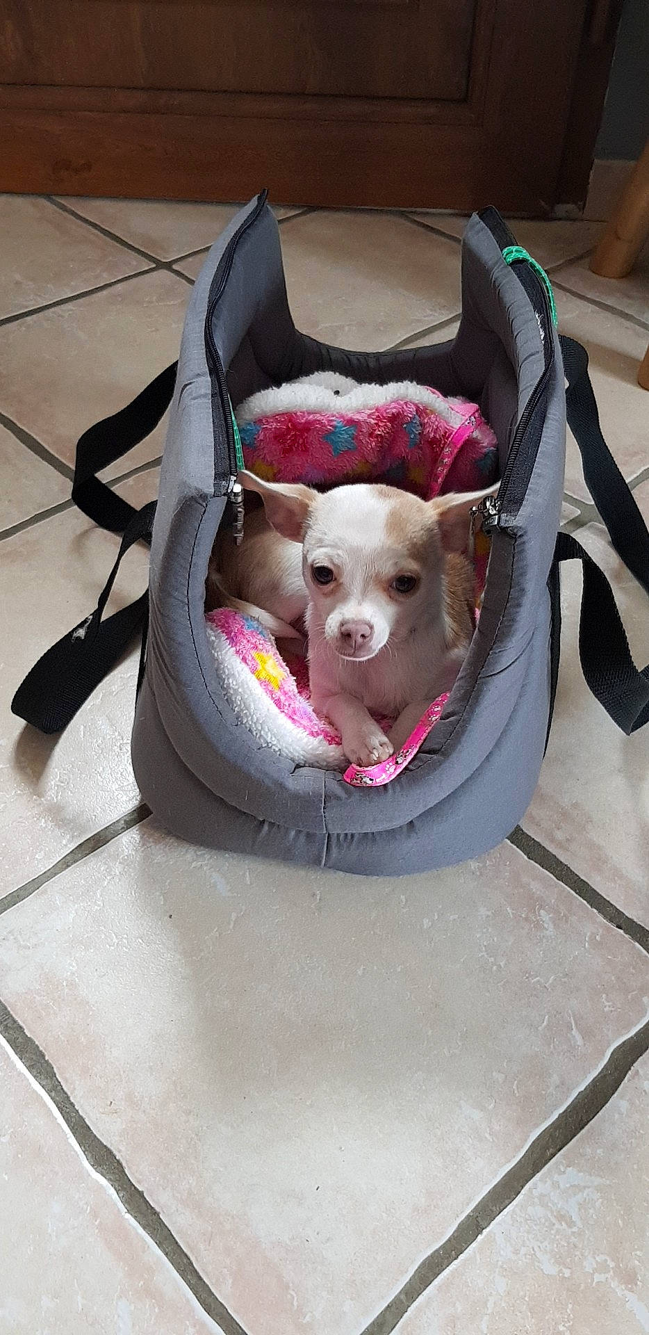 Laly participe au concours pour gagner de l'argent avec cette photo : canidae, carnivore, companion_dog, dog, dog_breed, fawn, pit_bull, product, sporting_group, weimaraner