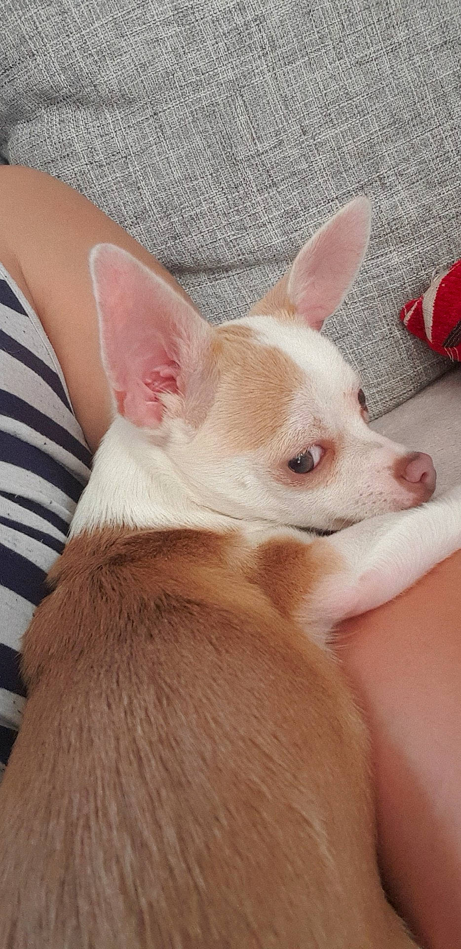 Laly participe au concours pour gagner de l'argent avec cette photo : canidae, carnivore, chihuahua, companion_dog, corgi_chihuahua, dog, dog_breed, ear, fawn, mammal, puppy, skin, snout, toy_dog, vertebrate, whiskers